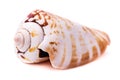 Sea shell in the shape of a cone Royalty Free Stock Photo