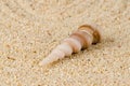 Sea shell on the shore Royalty Free Stock Photo