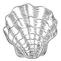 Sea shell sketch from the contour black brush lines different thickness on white background. Vector illustration Royalty Free Stock Photo