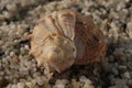 Sea shell on a small pebble shined with rising sun