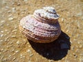 Sea shell snail house