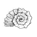 Sea shell. Snail looking conch. Hand drawn sketch style illustration. Best for summer and beach holidays designs. Vector drawing