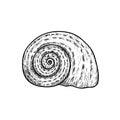 Sea shell. Snail looking conch. Hand drawn sketch style illustration. Best for summer and beach holidays designs. Vector drawing Royalty Free Stock Photo