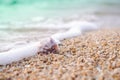 Sea shell on soft wave and sand beach Royalty Free Stock Photo
