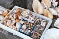 Sea shell souvenirs in Kenting, Taiwan Royalty Free Stock Photo