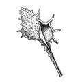 Sea shell with spikes. Hand drawn sketch style vector drawing. Isolated on white background. Retro design. Royalty Free Stock Photo