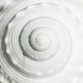 Sea shell spiral Royalty Free Stock Photo