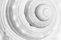 Sea shell spiral Royalty Free Stock Photo