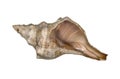 Sea Shell Royalty Free Stock Photo