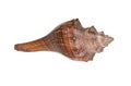 Sea shell Royalty Free Stock Photo