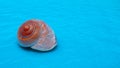 Sea shell spiral lies on the blue expanse of water Royalty Free Stock Photo