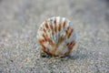 Sea Shell Stands on Sandy Beach Royalty Free Stock Photo