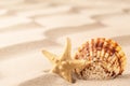 Sea shell and starfish on rippled sand of tropical beach Royalty Free Stock Photo