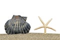 Sea shell with starfish on the sand Royalty Free Stock Photo