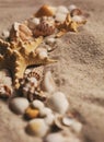 Sea shell and starfish on send close up. Macro photo Royalty Free Stock Photo