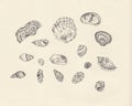 Sea shell study