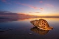Sea Shell Sunset Royalty Free Stock Photo