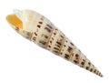 Sea shell isolated on a white background Royalty Free Stock Photo