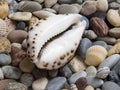 Sea shell, tiger cowrie, laid on a layer of colorful pebbles and small shells on the beach, view of the aperture side ventral Royalty Free Stock Photo