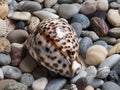 Sea shell, tiger cowrie, laid on a layer of colorful pebbles and small shells on the beach, view of the dorsal face Royalty Free Stock Photo