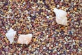 Sea Shell Trio on Pebbles Royalty Free Stock Photo