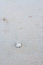 Sea shell on the tropical sandy beach and Space for text Royalty Free Stock Photo