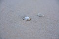 Sea shell on the tropical sandy beach and Space for text Royalty Free Stock Photo