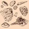 Sea shell vector collection. Original hand drawn Royalty Free Stock Photo
