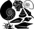 Sea shell vector silhouette. nautilus sea fauna ocean aquatic underwater