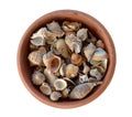 Sea shell in vessel isolated in white Royalty Free Stock Photo
