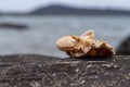 Sea shell on volcanic stone by the seaside. Marine seashell fossil. White shell on black stone near seashore. Royalty Free Stock Photo