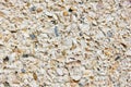 Sea Shell Wall Royalty Free Stock Photo