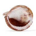 Sea shell on white