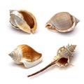 Sea shell on white background Royalty Free Stock Photo