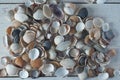 Sea shell on white boards, closeup.