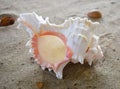 Sea shell white