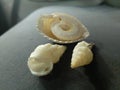 sea shell nature look great Royalty Free Stock Photo