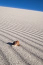 Sea Shell on wind blown sand lines