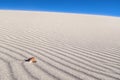 Sea Shell on wind blown sand lines