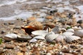 Sea Shells Royalty Free Stock Photo