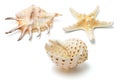 Sea Shells Royalty Free Stock Photo