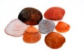Sea shells Royalty Free Stock Photo