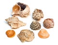 Sea shells.