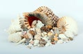 Sea Shells