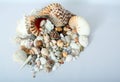 Sea Shells