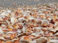 Sea Shells Royalty Free Stock Photo