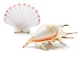 Sea Shells Royalty Free Stock Photo