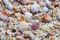 Sea Shells along the beach background