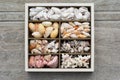 Sea shells arranged in compartments in box