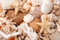 Sea shells background Royalty Free Stock Photo